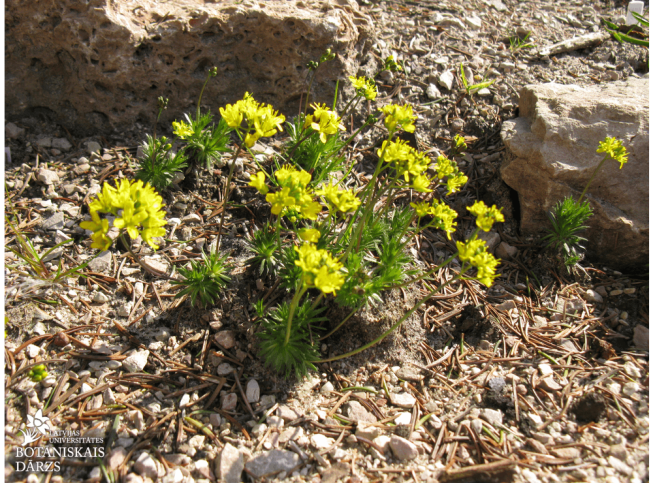 Draba aizoides